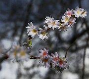 Vokietijoje prie&scaron; Kalėdas pražydo medžiai