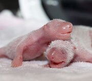 Birželio 23 diena. Kinijos zoologijos sode gimė pandos dvynukai