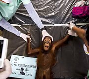 Orangutango jauniklį Tailande apžiūri veterinarai