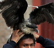 Ritualinės kovos Peru