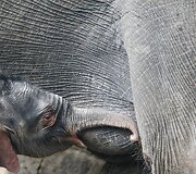 Vokietijos zoologijos sode pristatytas prie&scaron; 4 dienas gimęs drambliukas