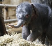 Vokietijos zoologijos sode pristatytas prie&scaron; 4 dienas gimęs drambliukas