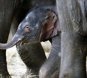 Vokietijos zoologijos sode pristatytas prie&scaron; 4 dienas gimęs drambliukas