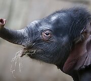 Vokietijos zoologijos sode pristatytas prie&scaron; 4 dienas gimęs drambliukas