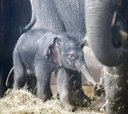 Vokietijos zoologijos sode pristatytas prie&scaron; 4 dienas gimęs drambliukas