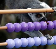 Kasmetinis gyvūnų sura&scaron;ymas Londono zoologijos sode