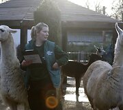 Kasmetinis gyvūnų sura&scaron;ymas Londono zoologijos sode