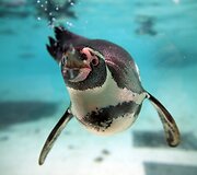 Kasmetinis gyvūnų sura&scaron;ymas Londono zoologijos sode
