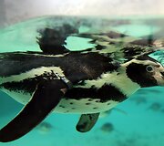 Kasmetinis gyvūnų sura&scaron;ymas Londono zoologijos sode