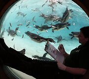 Kasmetinis gyvūnų sura&scaron;ymas Londono zoologijos sode