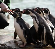 Kasmetinis gyvūnų sura&scaron;ymas Londono zoologijos sode