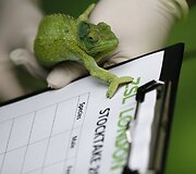 Kasmetinis gyvūnų sura&scaron;ymas Londono zoologijos sode