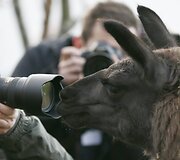 Kasmetinis gyvūnų sura&scaron;ymas Londono zoologijos sode