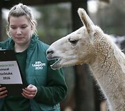 Kasmetinis gyvūnų sura&scaron;ymas Londono zoologijos sode