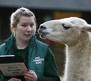 Kasmetinis gyvūnų sura&scaron;ymas Londono zoologijos sode