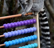 Kasmetinis gyvūnų sura&scaron;ymas Londono zoologijos sode
