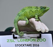 Kasmetinis gyvūnų sura&scaron;ymas Londono zoologijos sode