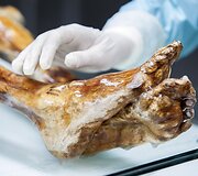 Italijos mokslininkai atlieka tyrimus su Oetzi, 5300 metų senumo mumija