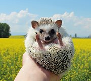 Rankoje telpantis ežiukas Calico su &scaron;eimininkais apkeliavo beveik visą JAV