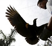 Dresuoti grifai su kameromis ir GPS įranga fiksuos nelegalius sąvartynus Peru