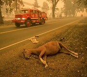 2015-ieji &ndash; kar&scaron;čiausi metai per visą temperatūros stebėjimo laikotarpį