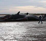 Į krantą i&scaron;mesti negyvi banginiai Didžiojoje Britanijoje
