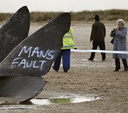 Į krantą i&scaron;mesti negyvi banginiai Didžiojoje Britanijoje