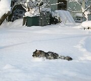 Katės kelionė per sniegą