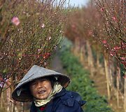 Vietnamiečiai lankosi persikų laukuose