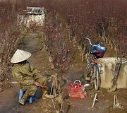 Vietnamiečiai lankosi persikų laukuose