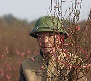 Vietnamiečiai lankosi persikų laukuose