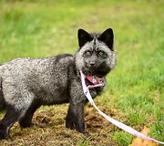 Britė namie augina dvi lapes