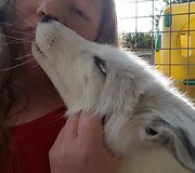 Britė namie augina dvi lapes