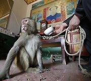 Beždžionės dresuojamos gatvės pasirodymams Kinijoje
