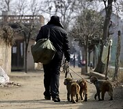 Beždžionės dresuojamos gatvės pasirodymams Kinijoje