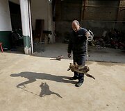 Beždžionės dresuojamos gatvės pasirodymams Kinijoje