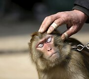 Beždžionės dresuojamos gatvės pasirodymams Kinijoje