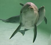 Delfinė su jaunikliu Vokietijoje