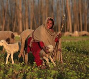 Mergaitė saugo savo avis Pakistane