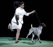 &bdquo;Westminster Kennel Club&ldquo; &scaron;unų konkurso nugalėtoja