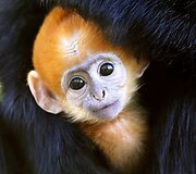Beždžionės jauniklis Didžiosios Britanijos zoologijos sode