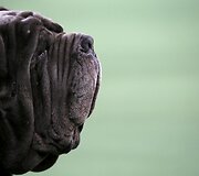 &bdquo;Westminster Kennel Club&ldquo; &scaron;unų konkursas