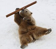 Me&scaron;ka Sibiro zoologijos sode