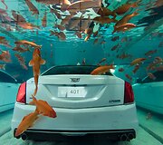 Naujasis &bdquo;Cadillac CT6&ldquo; Kinijoje pristatomas žuvų pilname akvariume