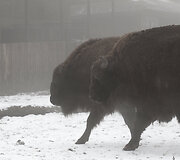 Lietuvos zoologijos sodo gyvūnai ūkanotą dieną