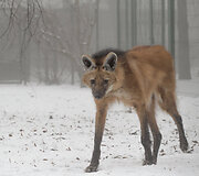 Lietuvos zoologijos sodo gyvūnai ūkanotą dieną