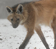 Lietuvos zoologijos sodo gyvūnai ūkanotą dieną