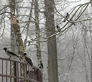Lietuvos zoologijos sodo gyvūnai ūkanotą dieną