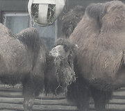 Lietuvos zoologijos sodo gyvūnai ūkanotą dieną