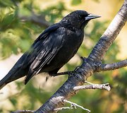 Patagonija &ndash; regionas Pietų Amerikos pietuose, Argentinos ir Čilės teritorijose